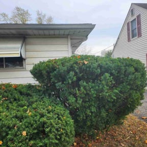Bush Trimming by GoGreen Lawn Service reviewed on May 20, 2022