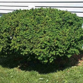 Bush Trimming by Clean Cut Land Management reviewed on June 19, 2022