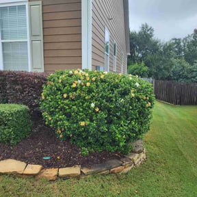 Bush Trimming by Dutch Fork Lawn Care reviewed on September 3, 2024