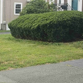 Bush Trimming by Joe's Lawn Care reviewed on May 20, 2022