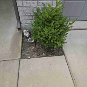 Flower Bed Weeding by QeeDeeLawns reviewed on October 4, 2022