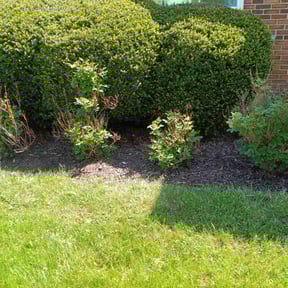 Weed Pulling by Steve's Lawn Care reviewed on May 21, 2025