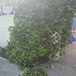 Bush Trimming by Gifted Hands Services reviewed on June 30, 2020