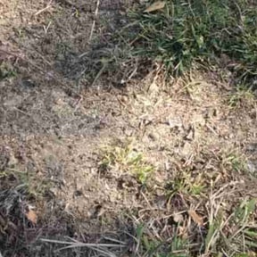Lawn Seeding by Jeremy Faulk LLC reviewed on May 24, 2022