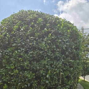 Bush Trimming by Cuyahoga Property Maintenance LLC reviewed on May 12, 2022