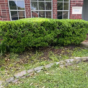 Bush Trimming by GLOBAL GENERAL LLC reviewed on June 19, 2025