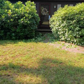 Bush Trimming by Green Guy Landscaping LLC reviewed on June 6, 2022