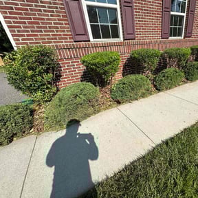 Bush Trimming by A&A landscape reviewed on April 10, 2022