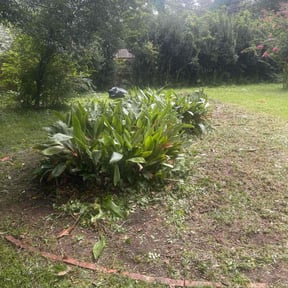 Bush Trimming by Palmetto Land Service reviewed on May 18, 2025