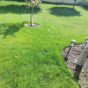 Bush Trimming by Beardall's Lawn Care reviewed on June 27, 2022