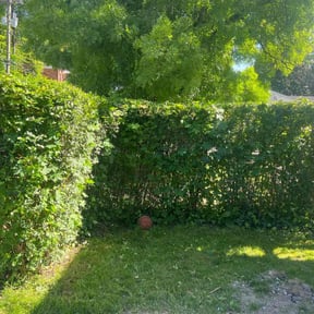 Bush Trimming by Let Jonny Do It Services reviewed on July 12, 2022