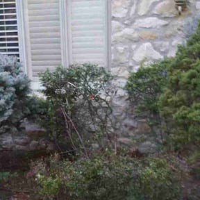 Bush Trimming by Tim's Discount Lawn reviewed on July 27, 2022