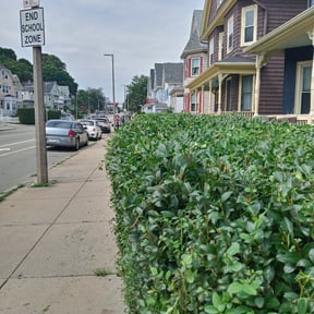 Bush Trimming by Smack Down lawns and tractor services reviewed on July 28, 2022