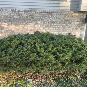 Bush Trimming by Lindsay’s lawncare reviewed on June 28, 2022
