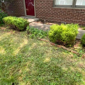 Bush Trimming by Camo's Lawn Care reviewed on June 4, 2025