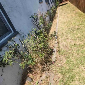 Bush Trimming by Mow it & Blow it reviewed on August 28, 2024