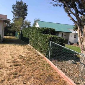 Bush Trimming by Bryon&quot;s Landcaping Service reviewed on November 19, 2024