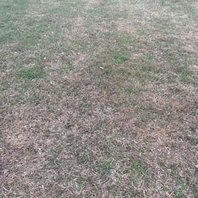 Cleanups by Cut's Lawn and Hauling reviewed on June 8, 2022