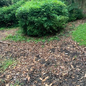 Bush Trimming by DreamYards reviewed on April 5, 2022