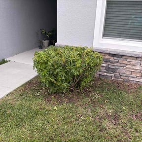 Bush Trimming by GreenLand Landscaping LLC reviewed on December 28, 2021
