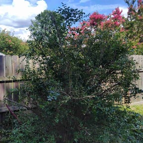 Bush Trimming by Price's Rite lawn care reviewed on July 6, 2022
