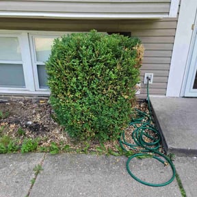 Bush Trimming by AG Lawn & Services reviewed on May 9, 2025