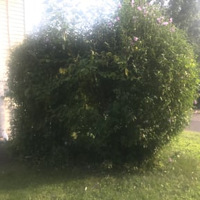 Bush Trimming by Gomez Property Maintenance reviewed on May 18, 2022