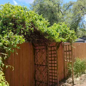 Bush Trimming by BLACK HORSE reviewed on June 16, 2022
