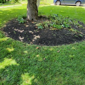 Leaf Removal by MT Lawn Care reviewed on October 27, 2021