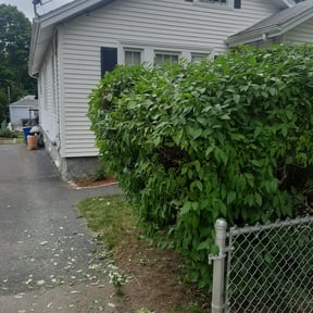 Bush Trimming by Sun's Lawn Care LLC. reviewed on October 27, 2021