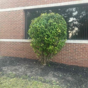 Bush Trimming by Nicks lawn care reviewed on July 21, 2022