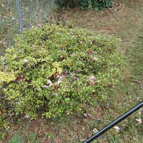 Bush Trimming by Collins Lawn Care reviewed on October 9, 2021