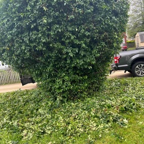 Bush Trimming by classic cuts lawn care reviewed on April 28, 2021