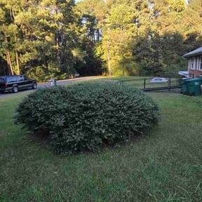 Bush Trimming by Rodriguez Lawn Care LLC reviewed on June 6, 2022