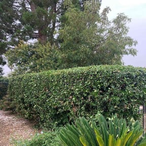 Bush Trimming by TLC reviewed on August 6, 2022