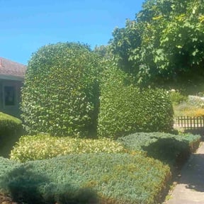 Bush Trimming by Scott's Landscape and pool service reviewed on May 9, 2025