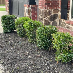 Bush Trimming by Handy Marv reviewed on May 20, 2020