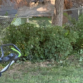 Bush Trimming by Willie's Mobile Lawn Services reviewed on June 14, 2022