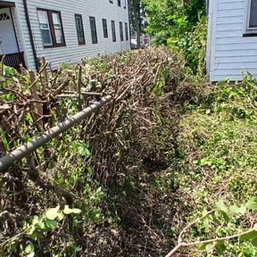 Bush Trimming by Nate's Scapes reviewed on January 11, 2022