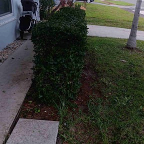 Bush Trimming by The A team lawn service reviewed on June 8, 2022