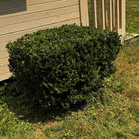 Bush Trimming by LSLTDallas/FortWorthTruGreen reviewed on June 16, 2024