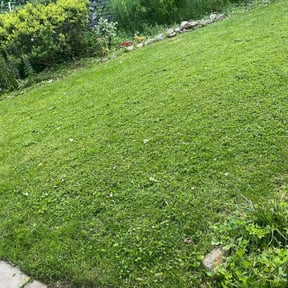 Leaf Removal by Orellana Lawn Services reviewed on August 14, 2024