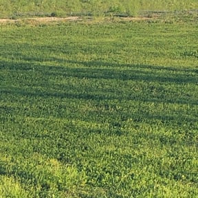 Cleanups by Roscoe&amp;Jaee&#039;s &quot;You Name It We Do It Family lawn service&quot; reviewed on May 11, 2025