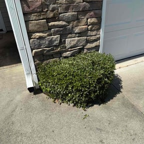 Bush Trimming by Edge Lawn Care reviewed on August 6, 2022