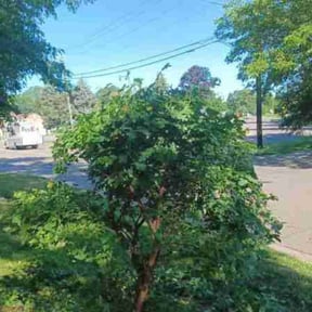 Bush Trimming by 216BeamKing reviewed on July 26, 2022