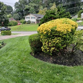 Bush Trimming by Brandon Eddy reviewed on May 5, 2022