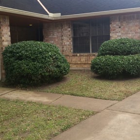 Bush Trimming by Alexis perez reviewed on March 8, 2025