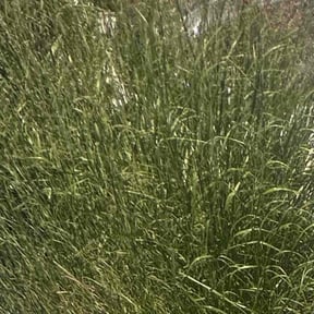 Bush Trimming by Green City Landscaping Co LLC reviewed on April 12, 2025