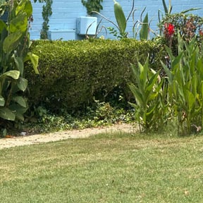 Bush Trimming by Mitchell Mowing reviewed on July 13, 2025