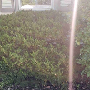 Bush Trimming by Cronley Landscaping reviewed on June 23, 2021